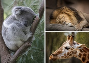El sueño de los animales: quién duerme más y quién casi nada