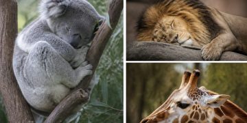 El sueño de los animales: quién duerme más y quién casi nada
