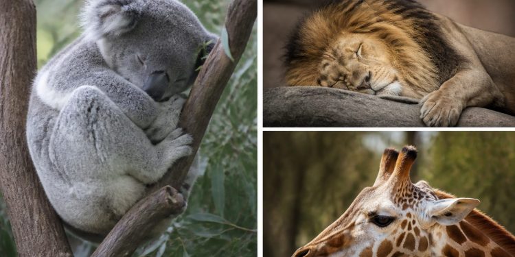 El sueño de los animales: quién duerme más y quién casi nada