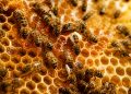 Cómo se hace la miel: el trabajo invisible de las abejas