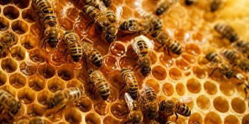 Cómo se hace la miel: el trabajo invisible de las abejas