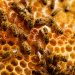 Cómo se hace la miel: el trabajo invisible de las abejas