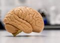 Mitos sobre el cerebro que la ciencia ya desmintió