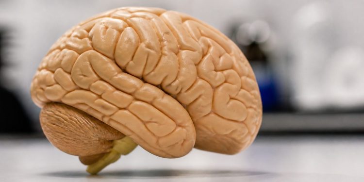 Mitos sobre el cerebro que la ciencia ya desmintió