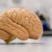 Mitos sobre el cerebro que la ciencia ya desmintió