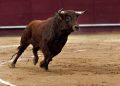 Toros hoy miércoles 16 de septiembre de 2026: carteles, horarios y plazas de la jornada taurina