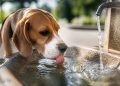 Cómo proteger a las mascotas del calor