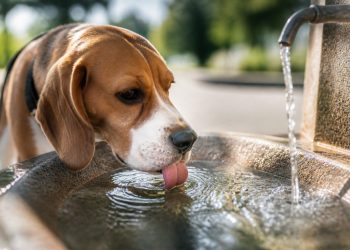 Cómo proteger a las mascotas del calor