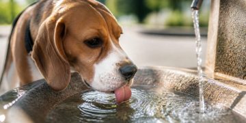 Cómo proteger a las mascotas del calor