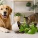 Qué plantas son tóxicas para gatos y perros: guía práctica para evitar riesgos