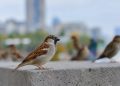 Aves que puedes ver en la ciudad y cómo reconocerlas