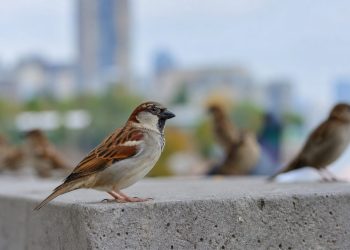Aves que puedes ver en la ciudad y cómo reconocerlas