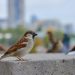 Aves que puedes ver en la ciudad y cómo reconocerlas