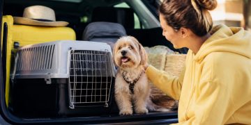 Cómo viajar con tu mascota: preparación y documentos