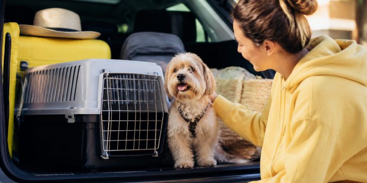 Cómo viajar con tu mascota: preparación y documentos