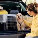 Cómo viajar con tu mascota: preparación y documentos