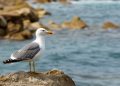 Aves y fauna del litoral ceutí: qué ver y dónde