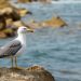 Aves y fauna del litoral ceutí: qué ver y dónde