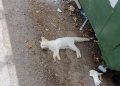 Un juez de Ceuta abre diligencias para investigar el hallazgo de gatos comunitarios muertos y mutilados