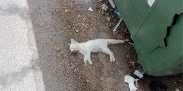Un juez de Ceuta abre diligencias para investigar el hallazgo de gatos comunitarios muertos y mutilados