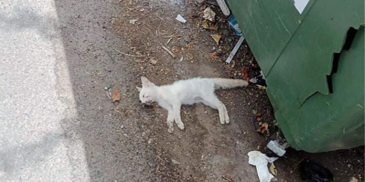 Un juez de Ceuta abre diligencias para investigar el hallazgo de gatos comunitarios muertos y mutilados
