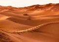 Marruecos impulsa la agricultura en Dajla con agua desalinizada del Atlántico